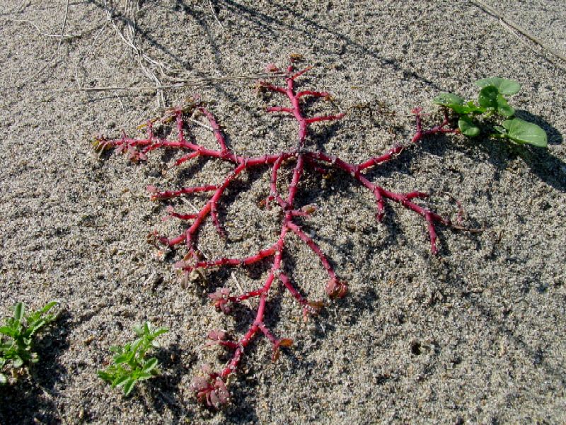 Rosso d''autunno